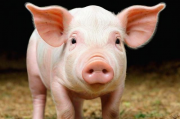 全球知名生猪网站排名，探寻行业资讯的权威平台，生猪行业资讯权威排名，全球知名生猪网站盘点