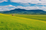 呼伦贝尔旅游网站排名，揭秘热门旅游平台，畅游草原天堂，呼伦贝尔旅游网站排行揭秘，热门平台带你畅游草原天堂