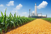 玉米深加工废料处理与资源化利用，网站排名解析与行业洞察，玉米深加工废料资源化与网站排名行业洞察解析