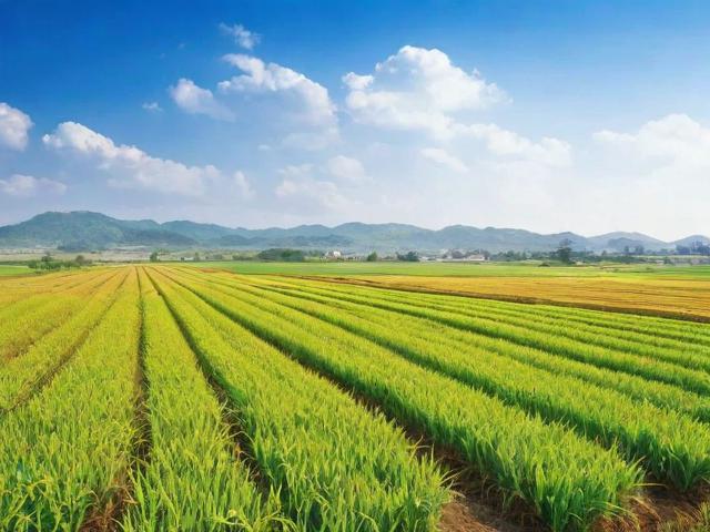 农业方向网站排名，揭秘农业领域网络影响力的新标杆