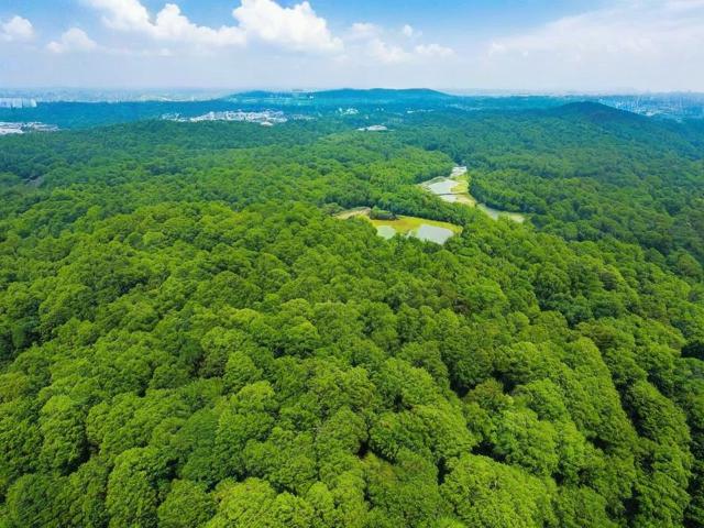 森林资源调查网站排名，盘点国内权威平台，助力绿色发展