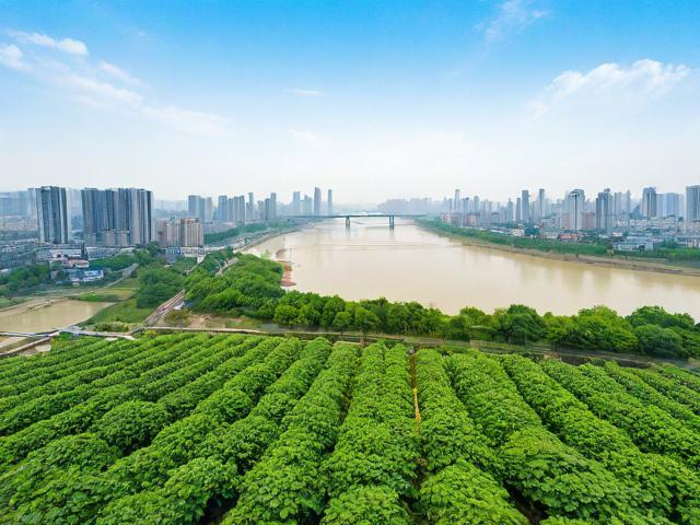 菜园坝网站维护推广方案