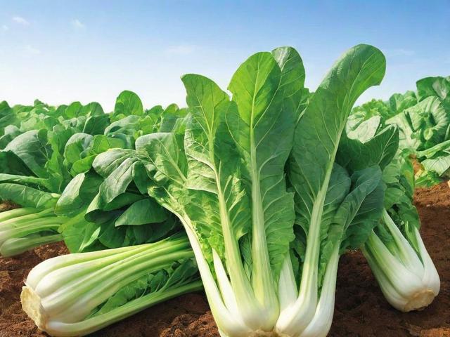 蔬菜代办网站排名，揭秘行业佼佼者，助力农业产业链高效运转