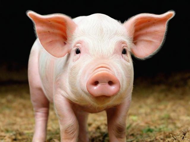 全球知名生猪网站排名，探寻行业资讯的权威平台