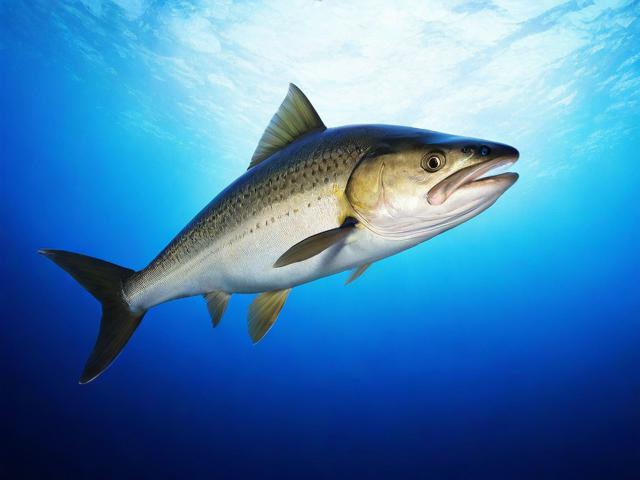 深度解析，打鱼网站排名策略与优化技巧