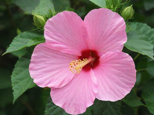 芙蓉区网站建设维护的关键点与策略