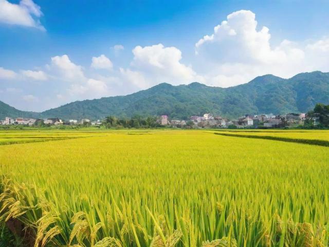 稻种批发网站排名，揭秘行业佼佼者，助您轻松选购优质稻种