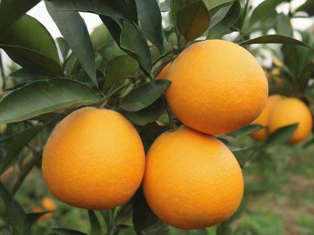 辽宁省水果批发网站排名，助力果农走向市场新高峰