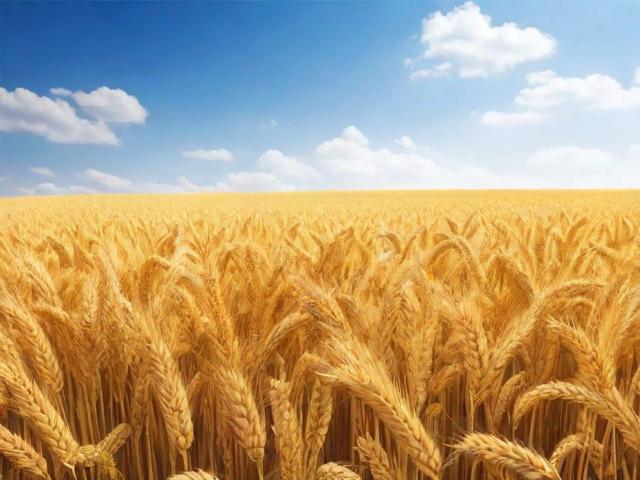 2023年度网购粮食网站排名解析，为您精选优质平台，轻松购粮无忧