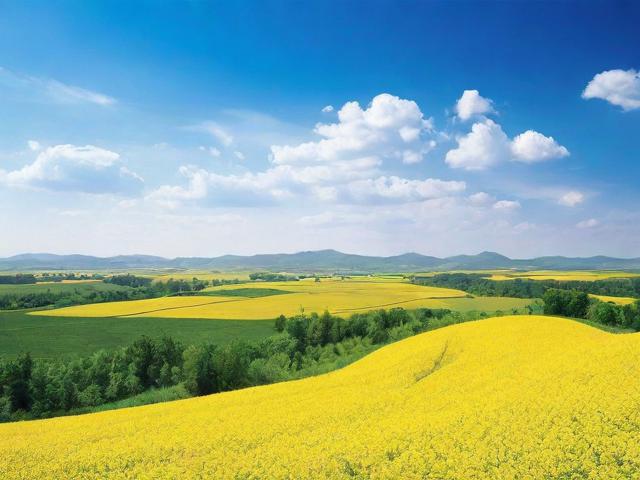 邢台新网站快速排名优化攻略，提升网站流量，抢占市场先机