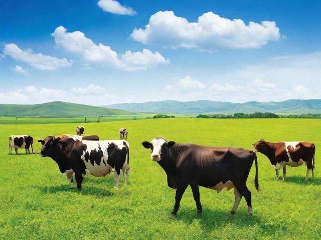 畜牧兽药批发网站排名，揭秘行业佼佼者，助力养殖户选优购良