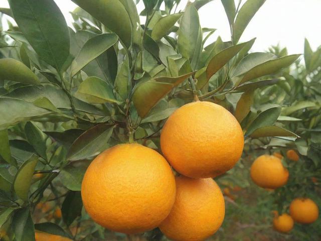 灵武农产品网站优化排名，助力农产品线上销售新篇章