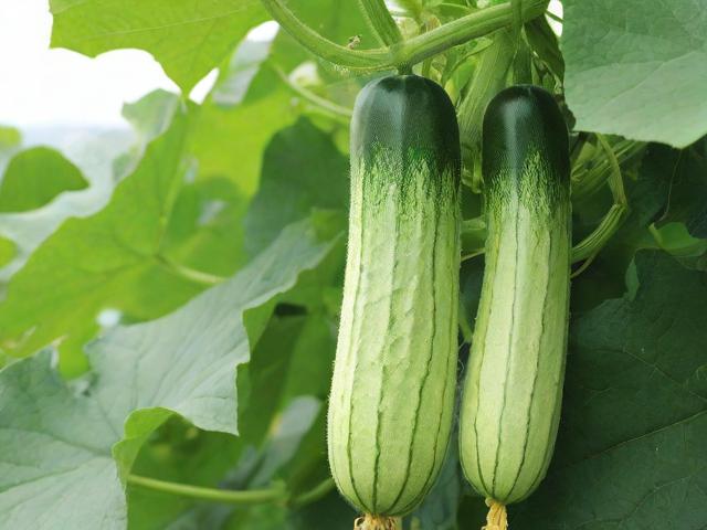 丝瓜视频网站维护中心的发展与现状