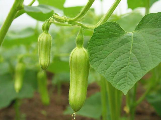 种子检测网站排名，揭秘网络种子检测平台的实力与信赖度