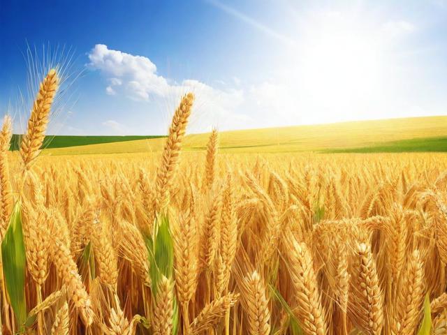 生物肥料企业网站排名，助力行业转型升级