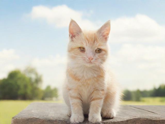 揭秘易货网站排名软件，助力易货交易市场崛起的利器