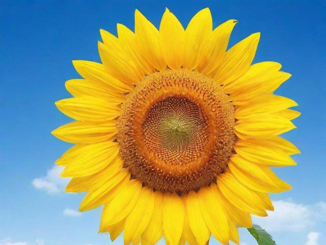 金太阳官方网站揭秘，年龄排名背后的故事与启示