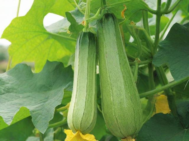 丝瓜视频网站维护中的常见问题及解决策略