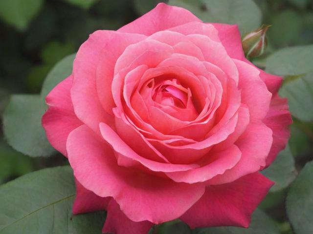 国外十大花卉网站排名，园艺爱好者的在线天堂