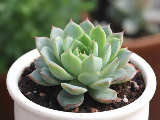 中国多肉批发网站排名，盘点最受欢迎的五大平台