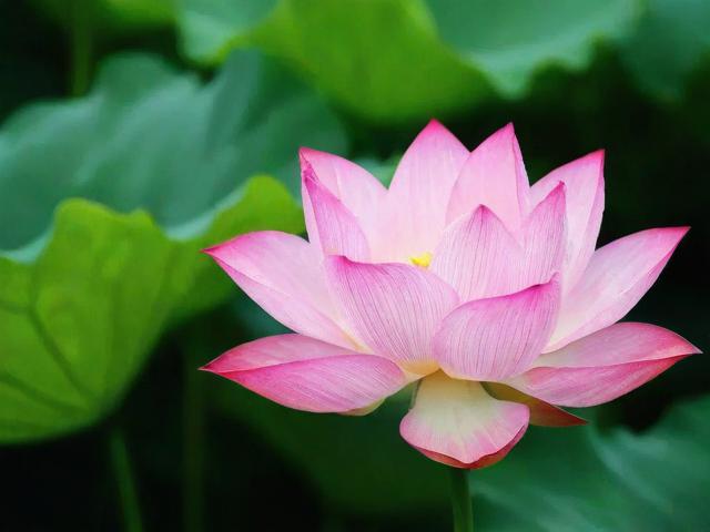 莲塘付费网站优化排名，揭秘提升网站流量与转化率的秘诀