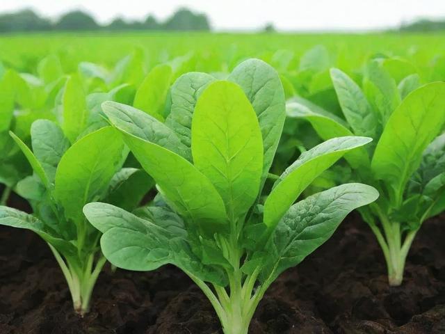 2023年度植物育种网站排名，权威盘点与深度解析