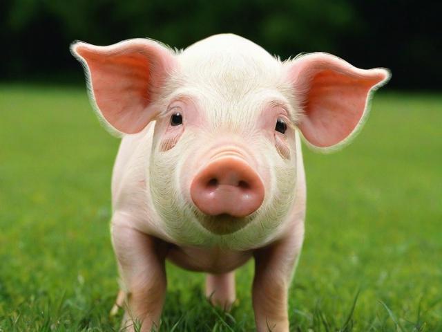 猪兽药直销网站排名，揭秘行业翘楚，助力养殖户高效采购