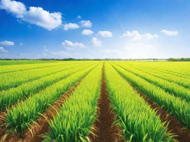 农业网站推广公司排名，揭秘行业翘楚，助力农业品牌腾飞