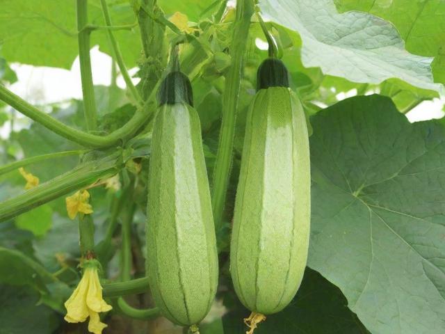 丝瓜视频网站维护大全，丝瓜视频网站维护方法与技巧分享