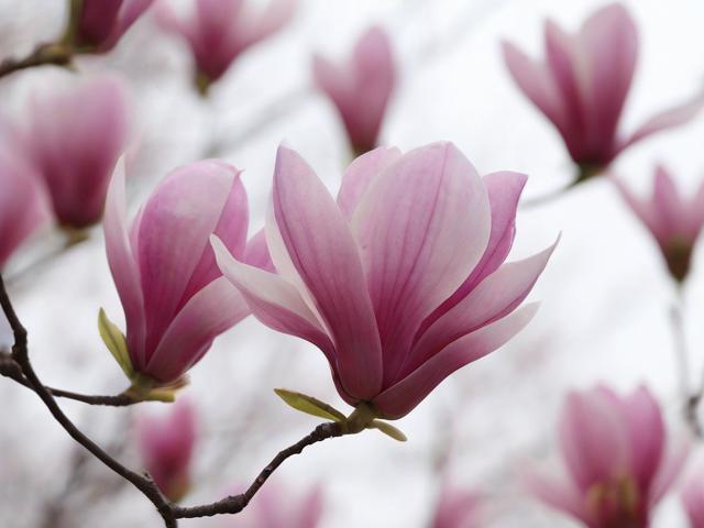 木兰网站排名，揭秘网络世界中的璀璨明珠