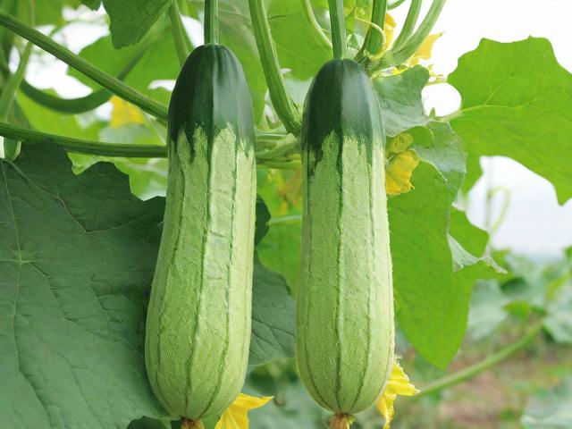 丝瓜视频网站维护的重要性