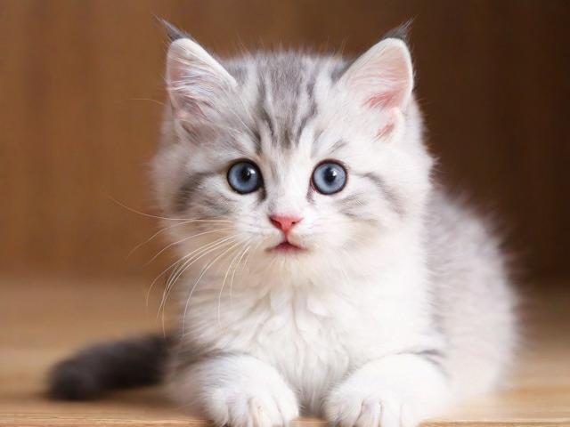 揭秘2023年度稀有宠物售卖网站排名，谁主沉浮？