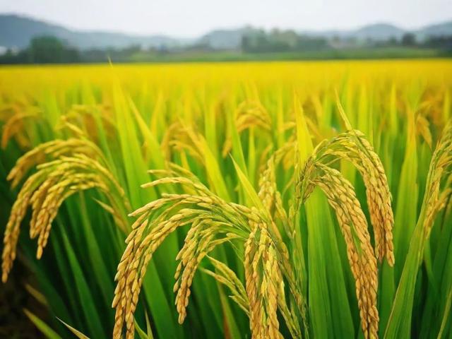 杂交水稻类科研网站排名，助力农业科技创新与发展