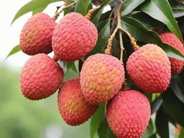 荔枝种植网站排名，揭秘行业领先平台，助力果农丰收