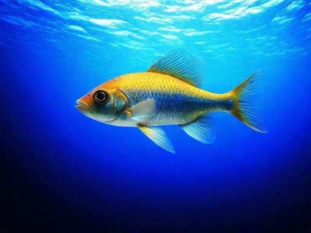 重庆闲鱼网站排名，揭秘本地二手交易市场的风云变幻