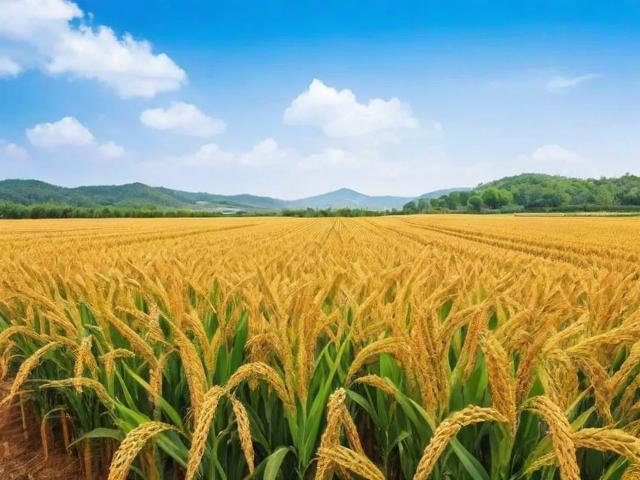 揭秘种子批发网站排名，如何选择优质平台助力农业发展