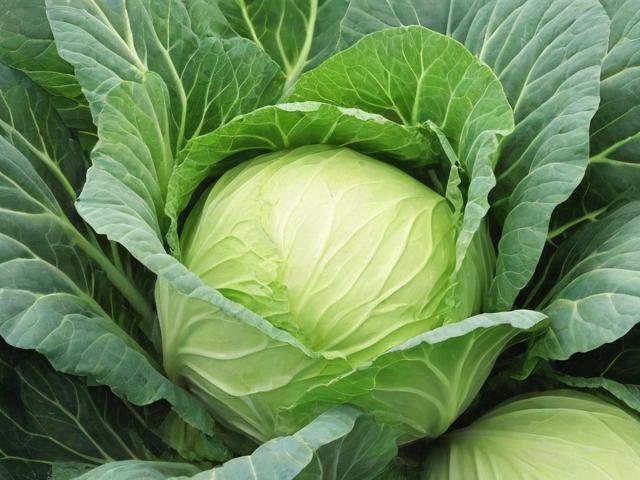 广州蔬菜供应网站排名，为您揭晓最可靠的绿色通道