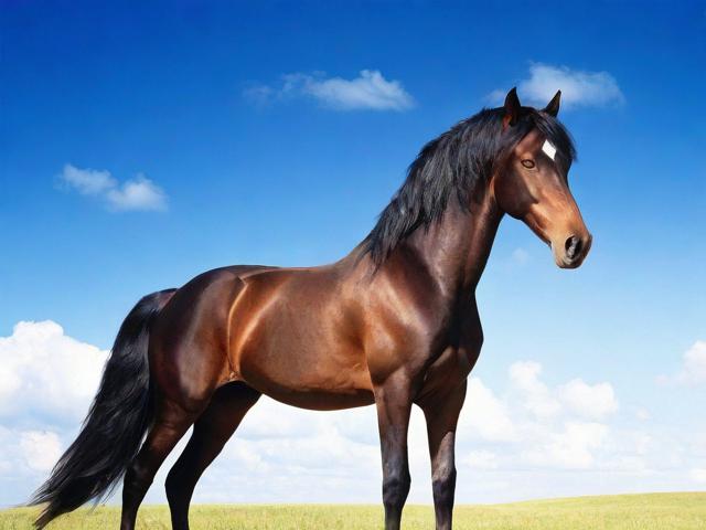 百度云搜索引擎网站排名，揭秘搜索领域的黑马力量