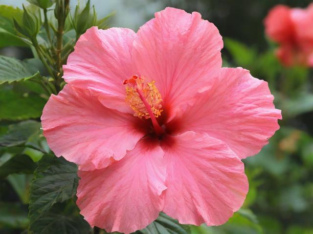 芙蓉区展示网站公司排名，揭秘长沙本土优秀企业风采