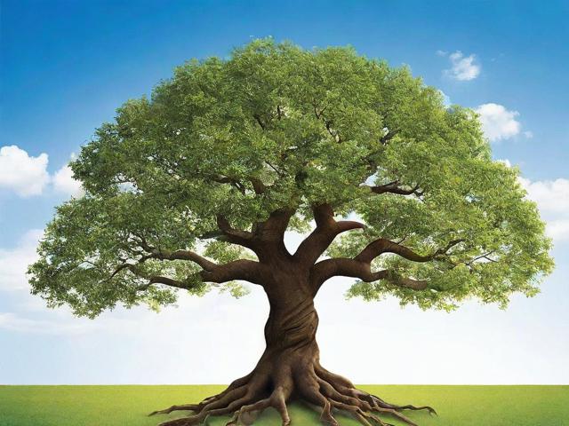 编写族谱在线网站排名，揭秘家族传承的数字化新潮流