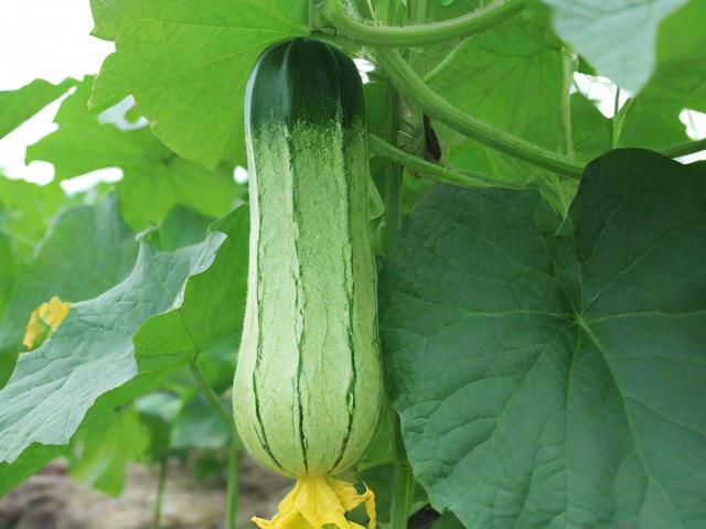 丝瓜视频网站升级维护公告