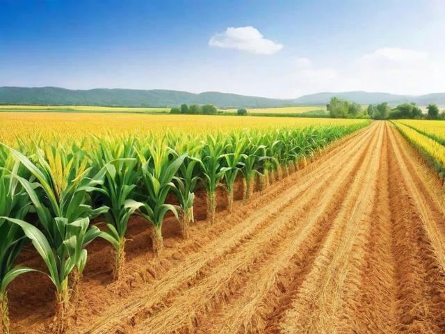 农产品收购网站排名，揭秘农业电商领域的佼佼者