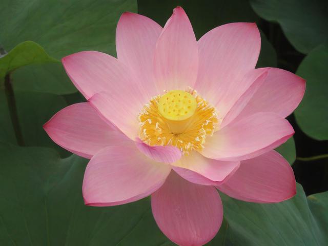 花都区专业网站维护咨询服务热线