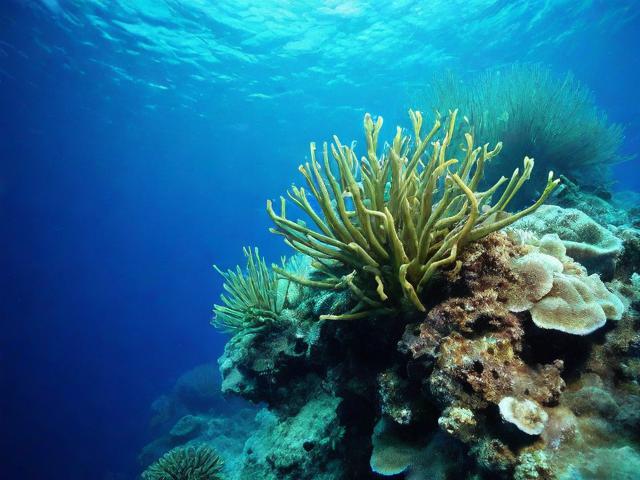 藻类图谱网站排名，探索海洋生物奥秘的导航指南