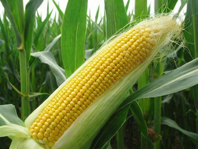 玉米种子评估网站排名，助力农业发展，提升种子质量