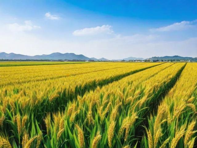 山东省农业类网站排名，盘点最具影响力的农业信息平台