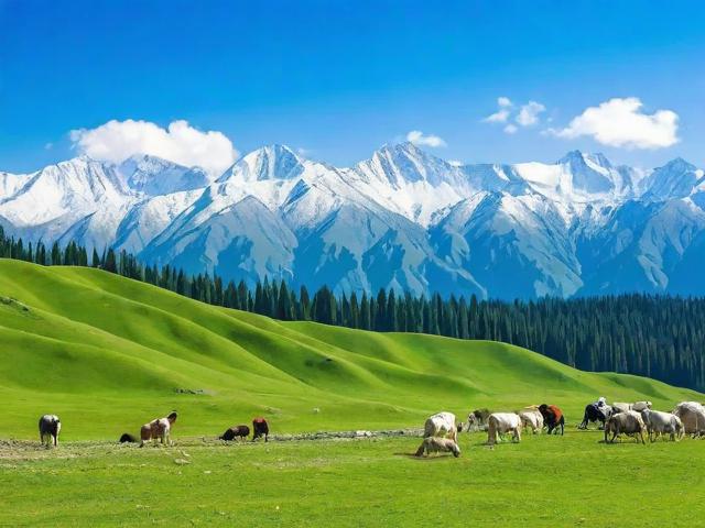 新疆地区网站排名优化策略，提升网络影响力的关键路径